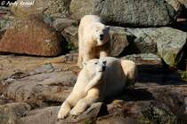 2 Eisb�ren beim abh�ngen.