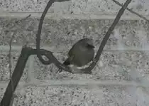 Ellioth�herling (Garrulax elliotii) am 9.1.2010 im Tierpark Berlin.