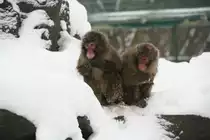 Zwei Rotgesichtsmakaken oder auch Japanmakake oder Schneeaffe genannt (Macaca fuscata) scheinen mit der gegenw�rtigen Situation nicht ganz zufrieden zu sein. Tierpark Berlin am 9.1.2010.
	