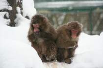 Mir ist soo kalt, hat keiner Handschuhe fr mich? Zwei Rotgesichtsmakaken  (Macaca fuscata) am 9.1.2010 im Tierpark Berlin.