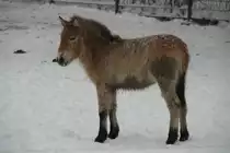Junges und struppiges Przewalski-Urwildpferd (Equus przewalskii) am 9.1.2010 im Schneetreiben im Tierpark Berlin.