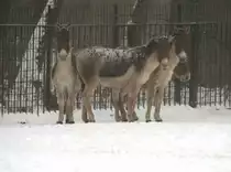 Eine Gruppe �stlicher Kiangs (Equus kiang holdereri) am 9.1.2010 im Tierpark Berlin.