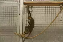 Brazza-Meerkatze (Cercopithecus neglectus) beim Klettern. Tierpark Berlin am 9.1.2010.