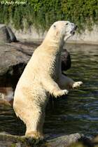 Der Eisb�r ist eng mit dem Braunb�ren verwandt.