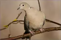 Eine Turteltaube im Garten 20.02.10