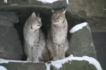 Das Altai-Luchs M�nnchen (Lynx lynx wardi) wird vom Weibchen angeschmachtet. Tierpark Berlin am 9.1.2010.
 
