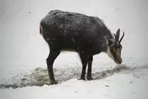 Eine Alpeng�mse (Rupicapra rupicapra rupicapra) sucht im dichten Schneefall nach etwas essbarem. Tierpark Berlin am 9.1.2010.
 
