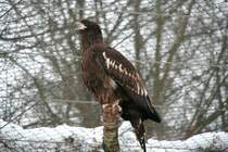 Junger Riesenseeadler (Haliaeetus pelagicus pelagicus) am 9.1.2010 im Tierpark Berlin.
 
