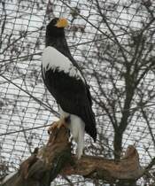 Riesenseeadler (Haliaeetus pelagicus pelagicus) am 9.1.2010 im Tierpark Berlin.
 
