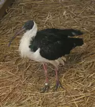 Strohhalsibis oder auch Stachelibis (Threskiornis spinicollis) am 9.1.2010 im Tierpark Berlin
 
