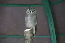 Milchuhu (Bubo lacteus) am 9.1.2010 im Tierpark Berlin.