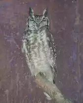 Wellenuhu oder acu N�rdlicher Fleckenuhu (Bubo cinerascens) am 9.1.2010 im Tierpark Berlin.