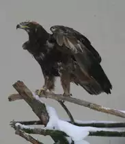 Steppenadler (Aquila nipalensis) am 9.1.2010 im Tierpark Berlin.