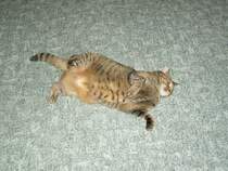 Sie will den ganzen Tag nur schmusen.