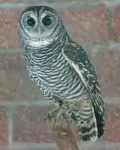 Ein Chaco-Kauz oder auch Chaco-Rotfu�kauz (Strix rufipes chacoensis) am 9.1.2010 im Tierpark Berlin.