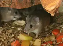 Kreta-Stachelmaus (Acomys minous) am 9.1.2010 im Tierpark Berlin.
	