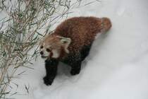 Westlicher Kleiner Panda (Ailurus fulgens fulgens) am 9.1.2010 im Tierpark Berlin.