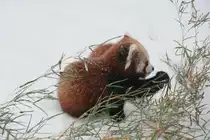 Westlicher Kleiner Panda (Ailurus fulgens fulgens) beim Bambus fessen. Tierpark Berlin am 9.1.2010.