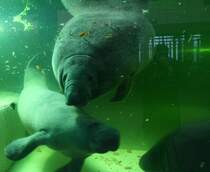 Eine Gruppe Karibischer Nagelmanatis (Trichechus manatus manatus) am 9.1.2010 im Tierpark Berlin.