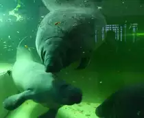 Eine Gruppe Karibischer Nagelmanatis (Trichechus manatus manatus) am 9.1.2010 im Tierpark Berlin.