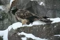 Bartgeier (Gypaetus barbatus barbatus) am 9.1.2010 im Tierpark Berlin.