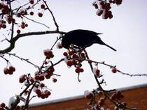 Amsel beim Futterpuschen.