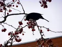 Amsel beim Futterp�uschen.