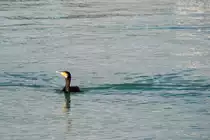 Kormoran im Hafenbecken von Fuseta (FUSETA, Distrikt Faro/Portugal, 13.02.2010)