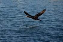 Kormoran im Hafenbecken von Fuseta (FUSETA, Distrikt Faro/Portugal, 13.02.2010)