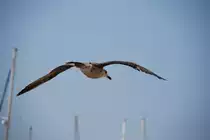 junge Silberm�we (OLH�O, Distrikt Faro/Portugal, 22.02.2010)