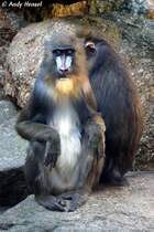 Auch bei den Mandrills gibt es ausgiebige K�rperpflege.