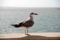 junge Silberm�we (OLH�O, Distrikt Faro/Portugal, 22.02.2010)