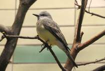 Trauertyrann (Tyrannus melancholicus) am 9.1.2010 im Tierpark Berlin.