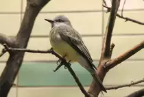 Trauertyrann (Tyrannus melancholicus) am 9.1.2010 im Tierpark Berlin.