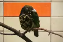 Wei�ohr-Laubenvogel oder Wei�ohr-Katzenvogel (Ailuroedus buccoides) am 9.1.2010 im Tierpark Berlin.