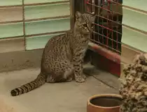 Kleinfleckkatze oder auch Salzkatze (Oncifelis geoffroyi) am 9.1.2010 im Tierpark Berlin.