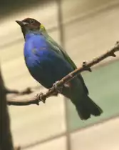 Gr�ntangare (Tangara gyrola) am 9.1.2010 im Tierpark Berlin.