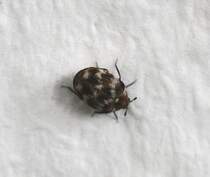 Dieser Wollkrautbltenkfer oder auch Museumskfer (Anthrenus verbasci) wird nur 1,7–3,5 Millimeter gro. Berlin am 23.2.2010.