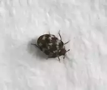 Dieser Wollkrautbl�tenk�fer oder auch Museumsk�fer (Anthrenus verbasci) wird nur 1,7–3,5 Millimeter gro�. Berlin am 23.2.2010.