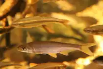 Z�hrte (Vimba vimba) am 10.1.2010 im Sea Life Berlin.