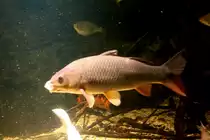 Schuppenkarpfen (Cyprinus carpio) am 10.1.2010 im Sea Life Berlin.