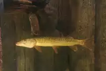 Europ�ischer Hecht (Esox lucius) am 10.1.2010 im  Sea Life Berlin.