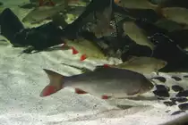 D�bel (Squalius cephalus) am 10.1.2010 im Sea Life Berlin.