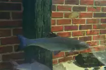 �lterer D�bel (Squalius cephalus) am 10.1.2010 im Sea Life Berlin.