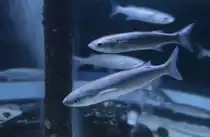 �hren- oder Streifenfisch (Atherina presbyter) am 10.1.2010 im Sea Life Berlin.