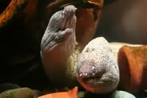 Zwei Atlantische Mur�nen (Muraena helena) am 10.1.1010 im Sea Life Berlin.