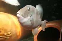 Atlantischer Dr�ckerfisch (Balistes carolinensis) am 10.1.2010 im Sea Life Berlin.