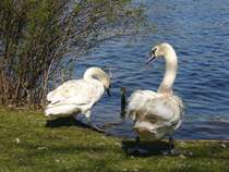 Zwei junge Schwne sitzen in Nikolaiken (Masuren). Ein bisschen mulmig ist ihnen anscheinend.