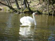 Ein Schwan bewacht sein Revier auf der Krutinna (Masuren).