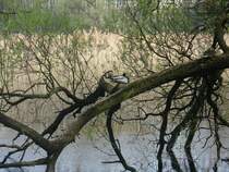 Zwei Stockenten bei Treuburg (Masuren), das Weibchen ist gut getarnt.